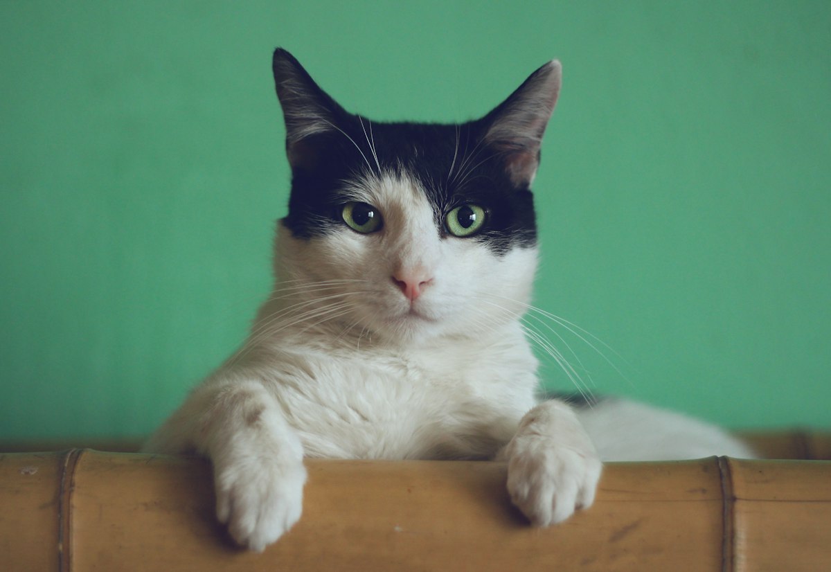 在家休息的猫