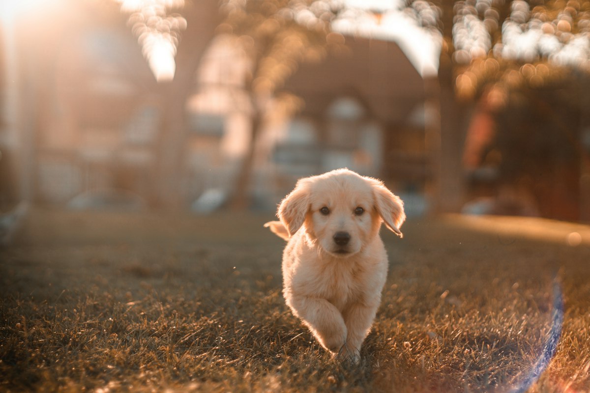 夕阳下散步的金毛幼犬